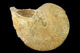 Bajocian Ammonite (Strigoceras) Fossil - France #152698-1
